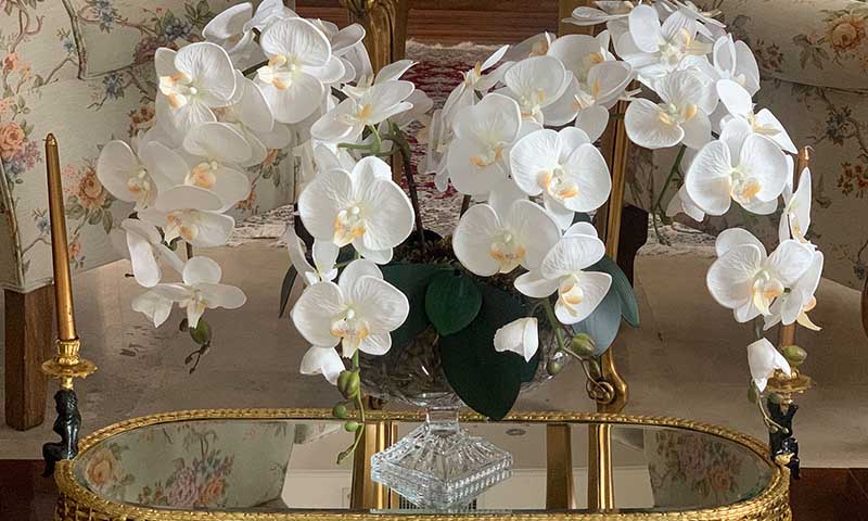 شرایط نگهداری گل ارکیده
