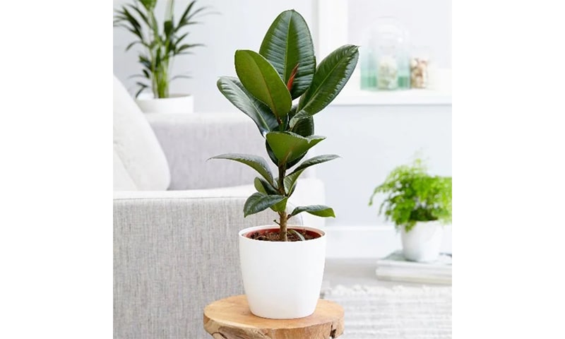تاریخچه گیاه فیکوس