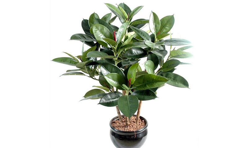Ficus