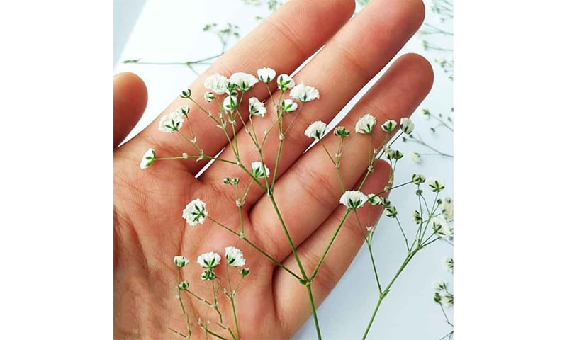 گل ژیپسوفیلا طبیعی