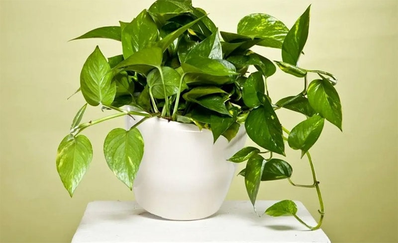 گیاه پتوس
