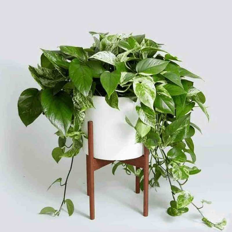 معرفی گل پتوس