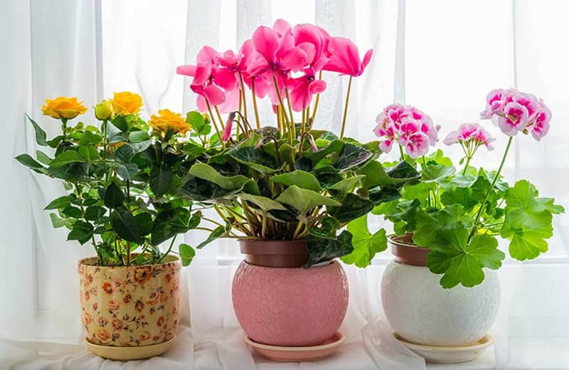 گیاهان آپارتمانی لوکس