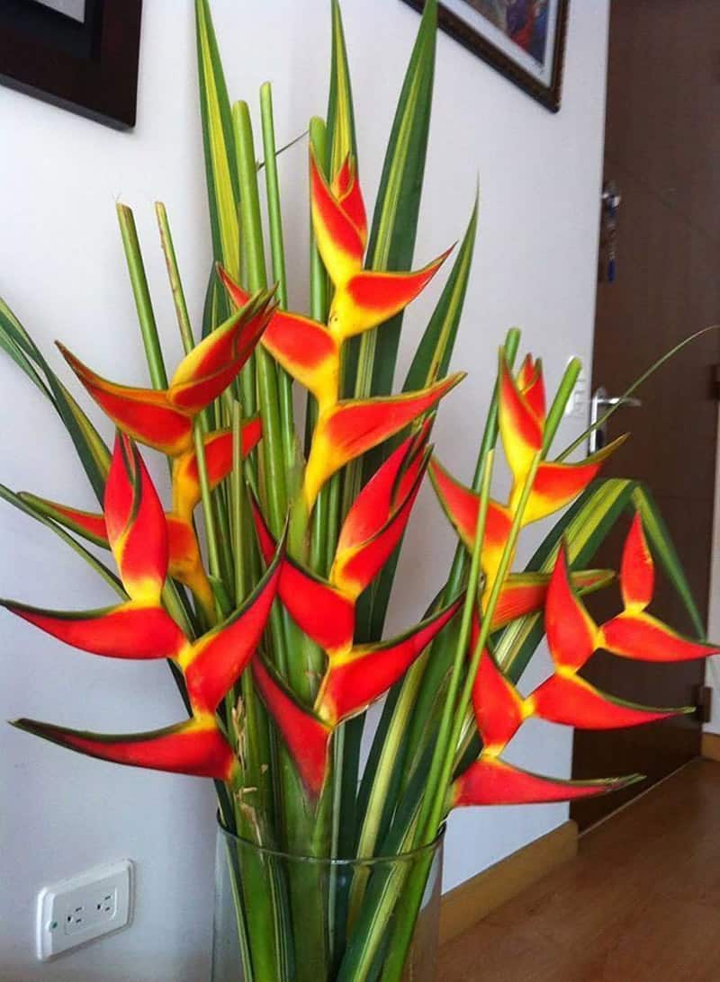 عکس گیاه پرنده بهشتی