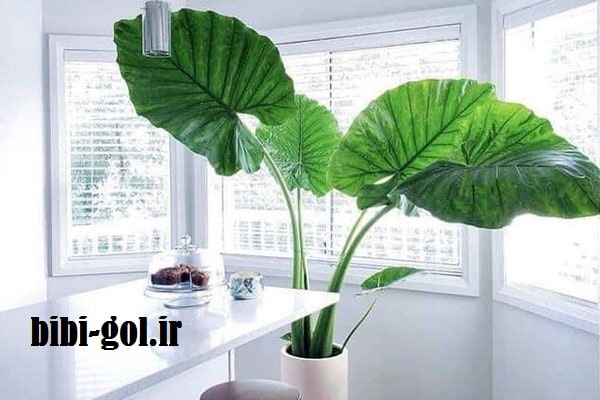گیاه لوکس
