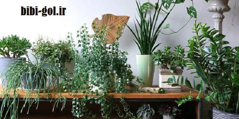 کود تقویتی برای گیاهان