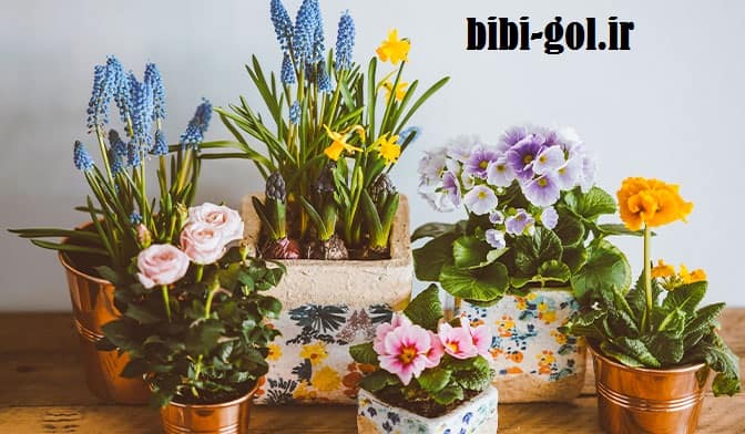 گیاه گلدار ساختمانی