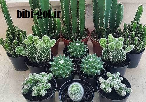 کاکتوس خانگی