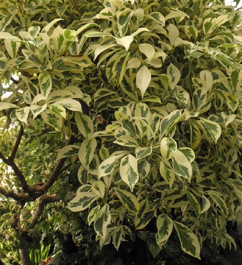 خرید گیاه بنجامین