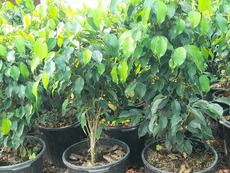 پرپشت کردن گیاه بنجامین