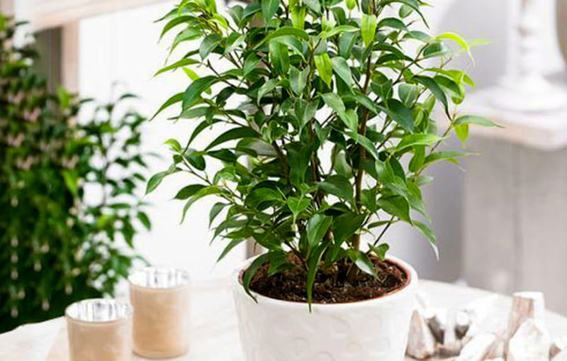 خرید گیاه بنجامین