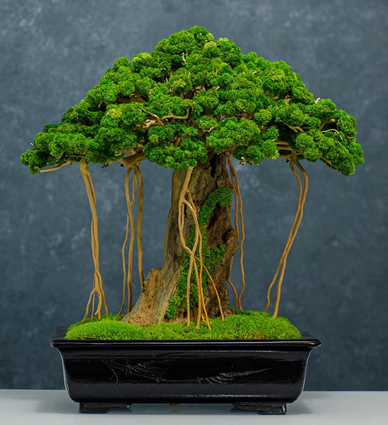 گل بونسای نماد چیست