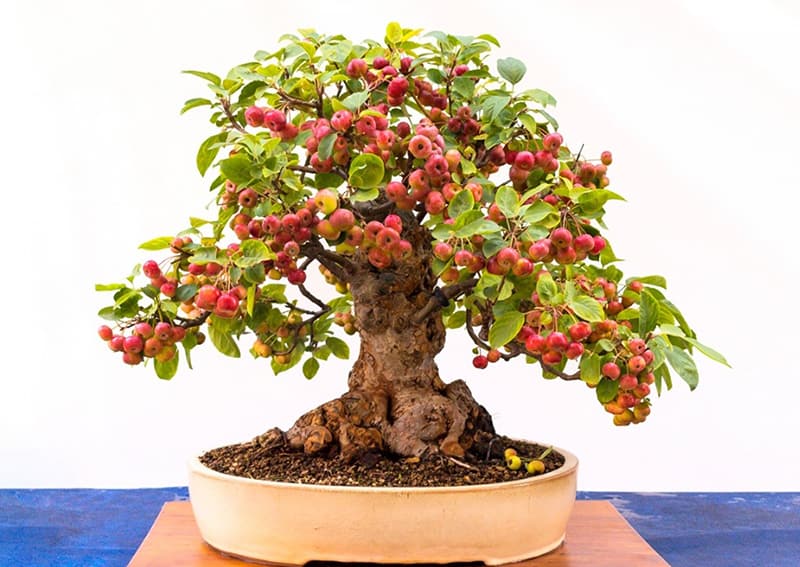 مضرات گل بونسای