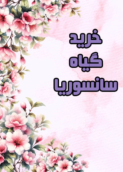 خرید گیاه سانسوریا خرید گیاه سانسوریا
