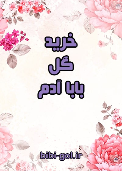 خرید بابا آدم خرید بابا آدم