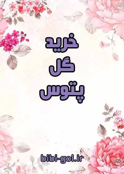 خرید گیاه پتوس خرید گیاه پتوس