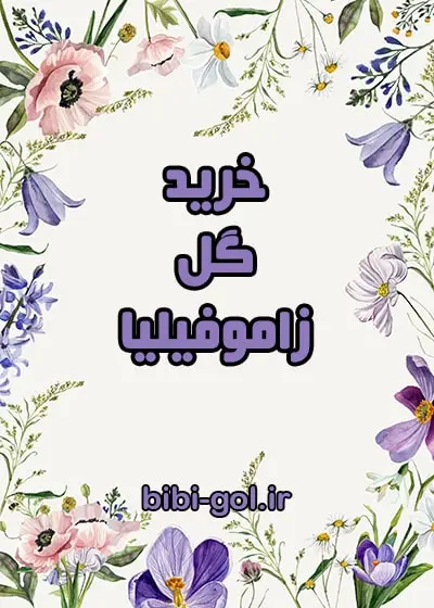 خرید زاموفیلیا خرید زاموفیلیا