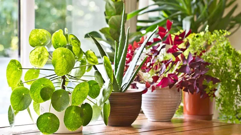 بهترین گلهای آپارتمانی - تنوع زیاد گیاهان
