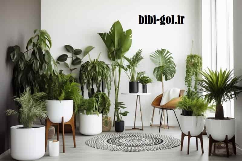 خرید گیاه آپارتمانی - آنلاین و حضوری