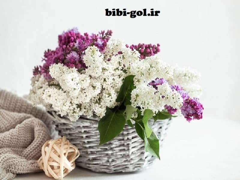 سبد گل برای تبریک