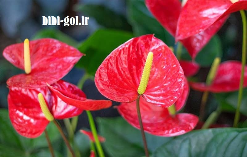 گیاه آپارتمانی گلدار - گل‌ های زینتی داخلی