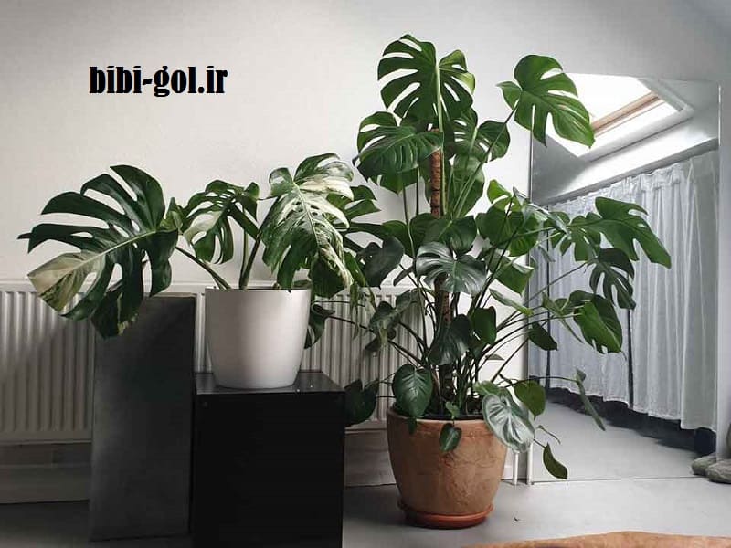 گیاه برگ انجیری