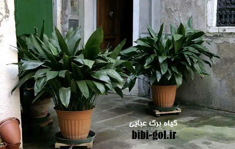 گیاه برگ عبایی -  شرایط نگهداری و تکثیر