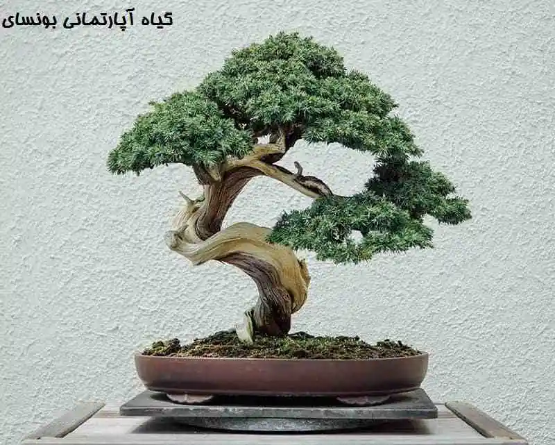 گیاه بونسای - خرید با ارزان ترین قیمت