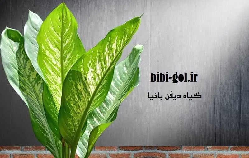 گیاه دیفن باخیا - خرید با قیمت مناسب